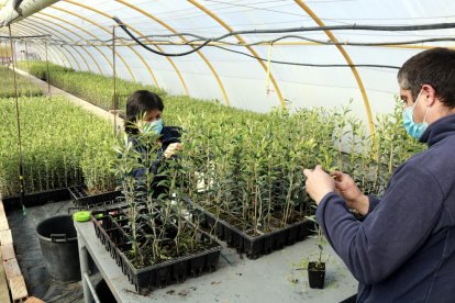 La participante del proyecto de atención a personas con diagnóstico de salud mental de ACUDAM, Anna Montse Martos, y un técnico del vivero de ACUDAM trabajan sacando la flor de los olivos