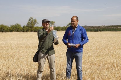 Los peritos de Agroseguro ya valoraban las pérdidas por la sequía en el mes de mayo.