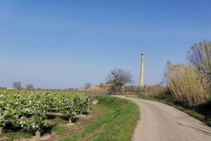 Montoliu de Lleida promociona la bellesa de la floració blanca dels camps de perers i els productes de proximitat