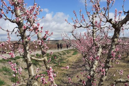 Una de les plantacions d’arbres fruiters florits.