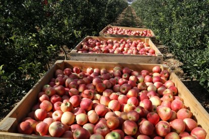 Palots plens de pomes vermelles en una finca de Vila-sana.