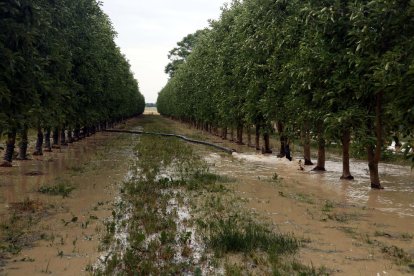 Reg en una finca de fruiters a través d'una mànega que connecta en un pou excavat.