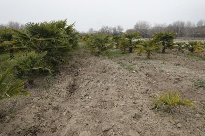 A l’esquerra, els danys a la terra de la finca de palmeres i, a la dreta, Xavier Samarra amb una gàbia per capturar senglars.