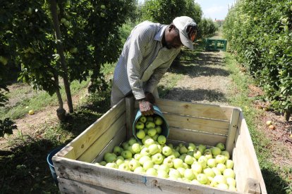 Recogida de manzana Golden en una finca de Lleida el pasado mes de septiembre.