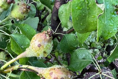 Fruta dañada en un cultivo de Albesa por la última granizada