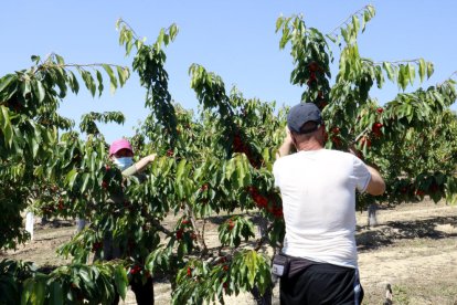 Imatge d’arxiu d’un temporer en una finca de Seròs.