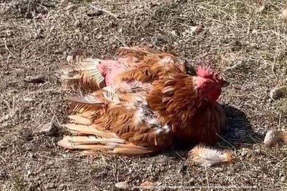 Denuncian a la Universidad de Girona por 'maltratar gravemente' a la gallina localizada en una zona militar