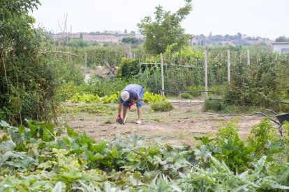 Un dels hortolans a Rufea, on hi ha llogats 87 horts d’un total de 94 disponibles.