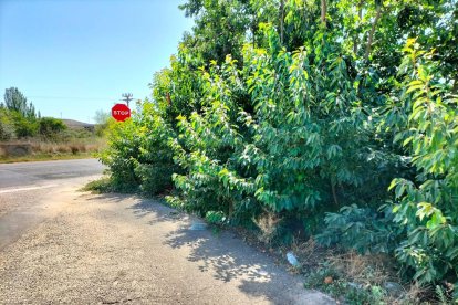 Senyal de stop tapat per branques d’arbres a la Bordeta.