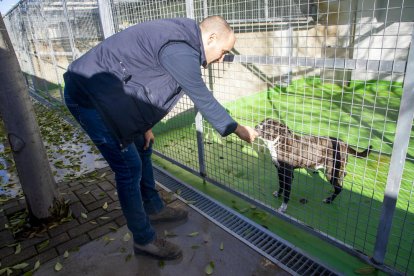 El dinamizador del Refugi dels Peluts, Arnau Siscart, con uno de los animales que acoge el centro. 