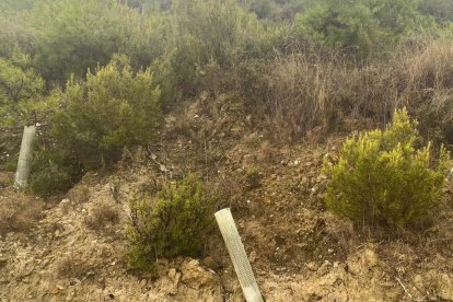 Algunos de los protectores de plástico que siguen en el bosque en La Granja d’Escarp.