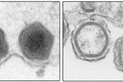 Identifiquen un mecanisme clau al virus de la pesta porcina africana