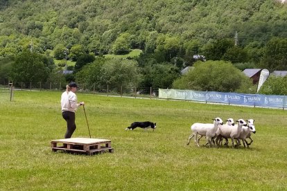 Cuarenta 'gossos d'atura' en el concurso internacional de La Vall de Boí