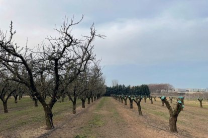 El IRTA ha llevado a cabo las pruebas en una parcela demostrativa que tiene en Les Borges Blanques.