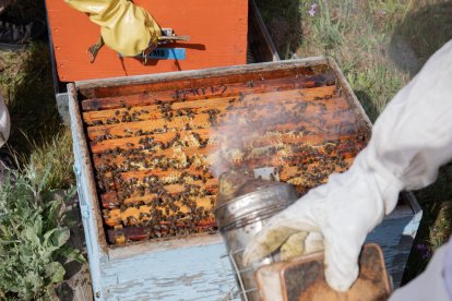 La sequía y el abejaruco son dos de los grandes enemigos de las abejas. 