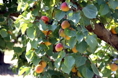 Albercocs a punt de collir en una finca de Seròs