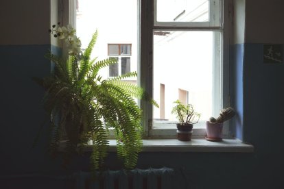 Les plantes grans de fulles verdes poden ser una bona ajuda per refrescar la casa.