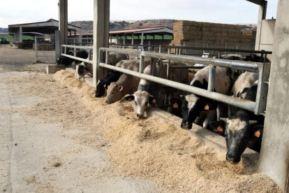 Els costos de l’alimentació dels caps de bestiar s’han disparat des de l’inici de la guerra a Ucraïna.