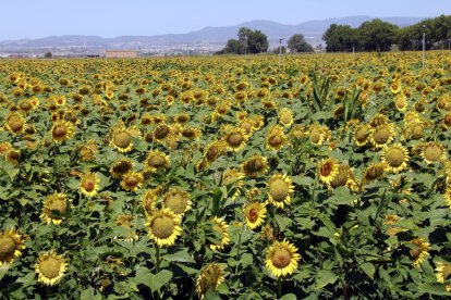 Girasoles en un campo donde hasta ahora se acostumbraba a plantar maíz, en el término municipal de Bellvís.