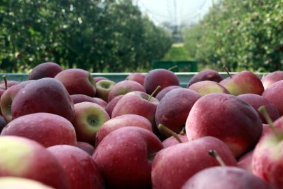 Pomes de muntanya de la varietat story recent collides en una finca de Ribelles