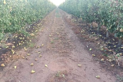 Peras caídas en una finca de Benavent.