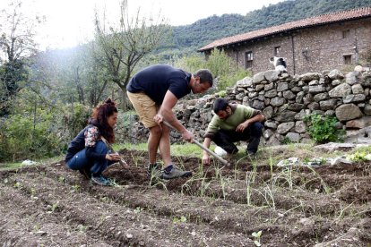 Tres socios de la cooperativa Copsant de Balestui trabajando en el huerto. 