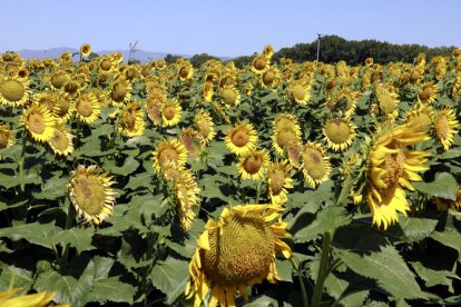 Finca de girasol en la localidad de Gimenells.