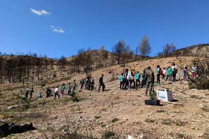 Inicien la reforestació de la zona cremada al juny a Baldomar