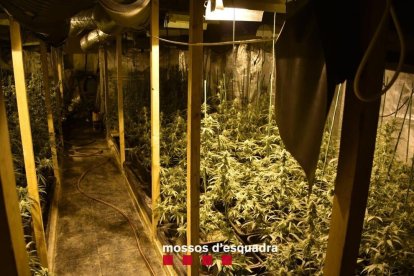 Nova plantació de marihuana al pla de Lleida: els Mossos troben 500 plantes a l'Albi i detenen l'home que ho gestionava