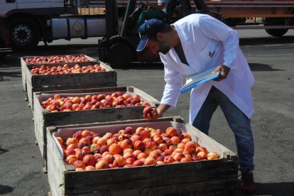 Imatge de retirada de nectarines l’estiu del 2017.