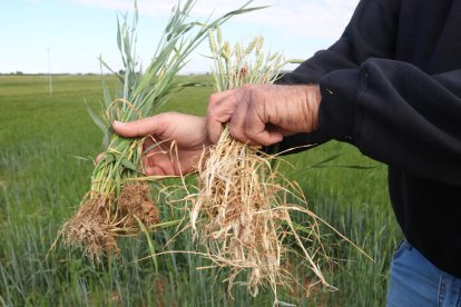 Una planta d'ordi que s'ha regat amb aigua del canal auxiliar, a l'esquerra, i una planta de blat ja seca perquè s'abastia amb el principal, a la dreta.