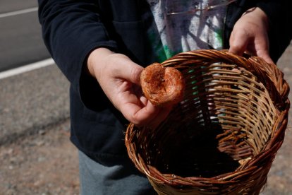 Un bolet collit al Ripollès aquesta temporada.