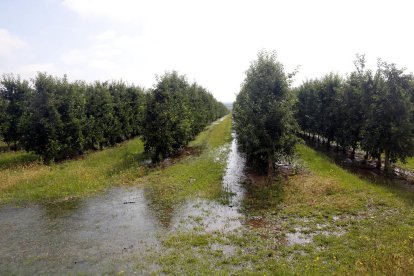 Reg a manta en una finca de manzanas de Puiggròs.