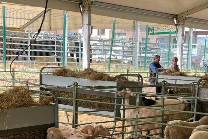 Ovejas en un estand de la feria de Solsona que se ha celebrado este fin de semana. 