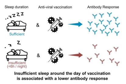 No dormir prou podria restar eficàcia a les vacunes