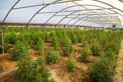 Algunes de les plantes confiscades dijous a la gran plantació ubicada a Almatret.