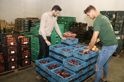 Marc Ibos y Oriol Aldomà, CEOs de Talkual, revisan unas ciruelas que comercializarán y rescatarán del desperdicio alimentario.