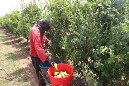 L’Horta de Lleida tienen un indudable valor paisajístico, pero también ecológico y económico.