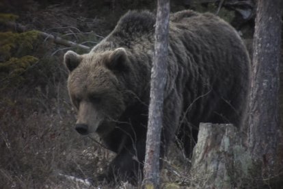 Un ejemplar de oso pardo en el bosque.