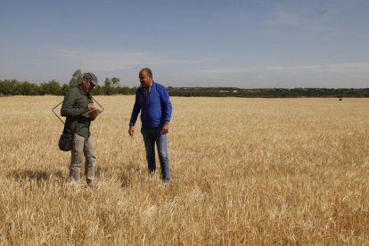 Procés de peritatge ahir en una finca a Aspa, on el cereal amb prou feines arriba al turmell i és groc.