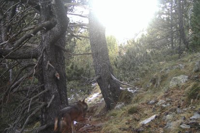 Imagen de un lobo captado a finales de 2021 por una cámara de fototrampeo en el Parc Natural de l’Alt Pirineu en Alins.