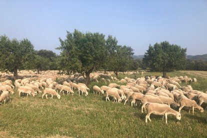 Ovelles pasturant en un prat afectat per la falta d’aigua.