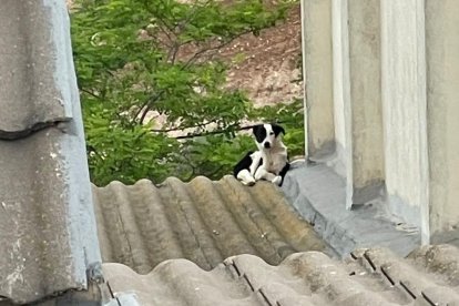 El perro, en el tejado de una vivienda de Castelldans.