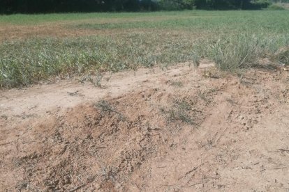 Marques de rodes en un bancal de la partida de Marimunt.