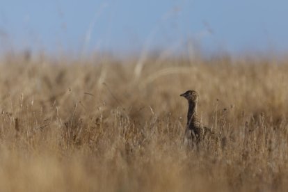 Un exemplar de sisó en una zona de secà del Segarra-Garrigues.