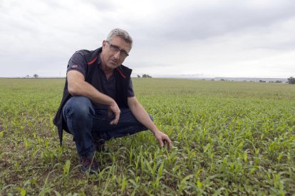 Melitó Padullés ha plantat 75 hectàrees de sorgo a Guissona.