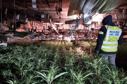 Imagen de la plantación en el interior de la nave. 