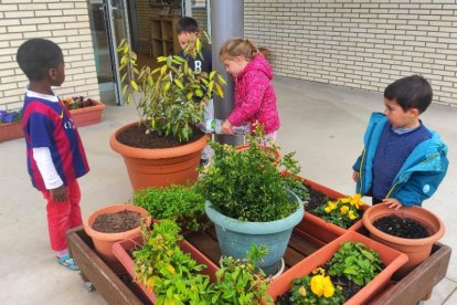 Alumnes reguen plantes amb l’aigua sobrant del dinar.