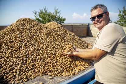 Xavier Cullerés mostra les primeres ametlles que ha collit en una finca de Sarroca de Lleida.