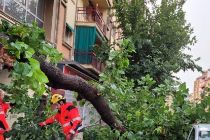 Un arbre caigut aquest dilluns al passeig de Ronda amb Pius XII a Lleida.